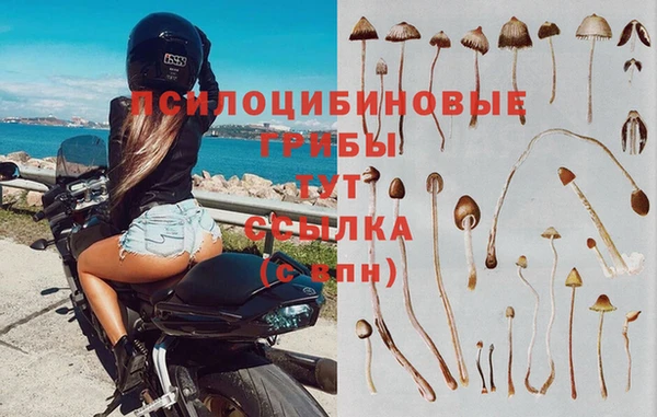 PSILOCYBIN Аркадак